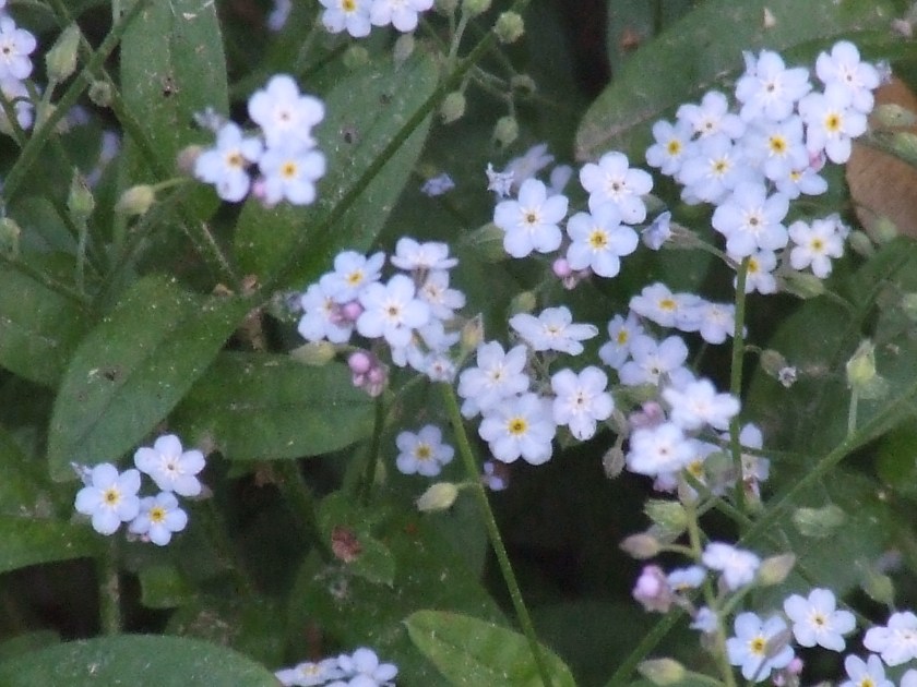 Forget-me-not