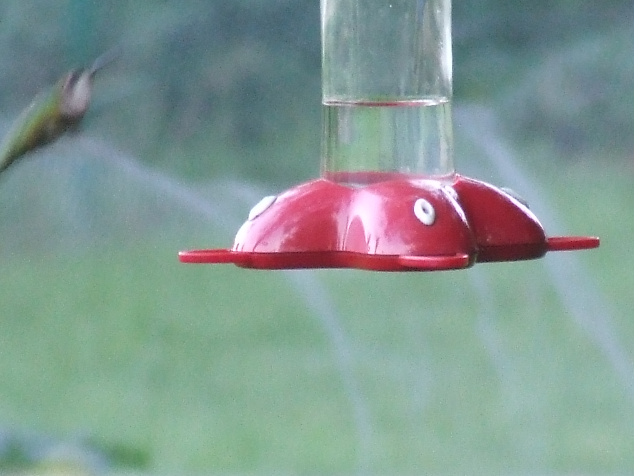 Hummingbird