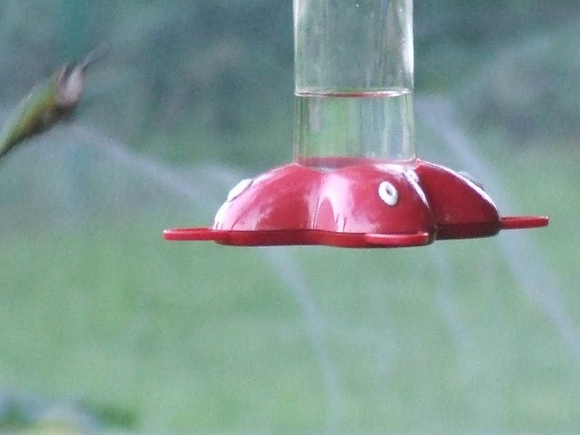 Hummingbird