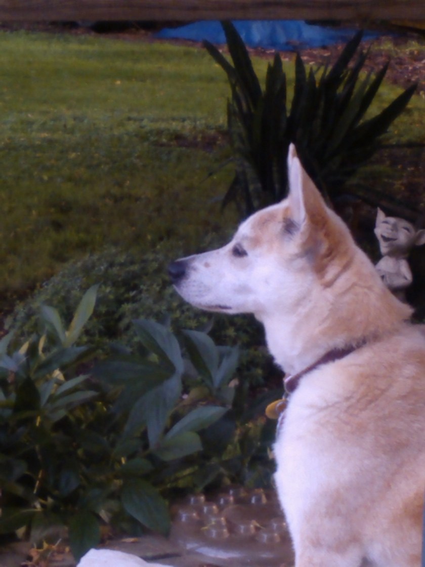 The Internet and the Watch Dog