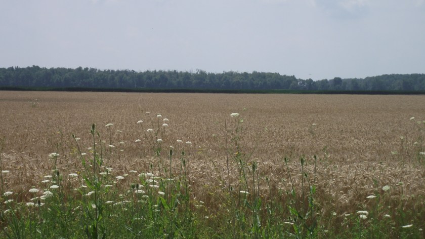 Wheat Field