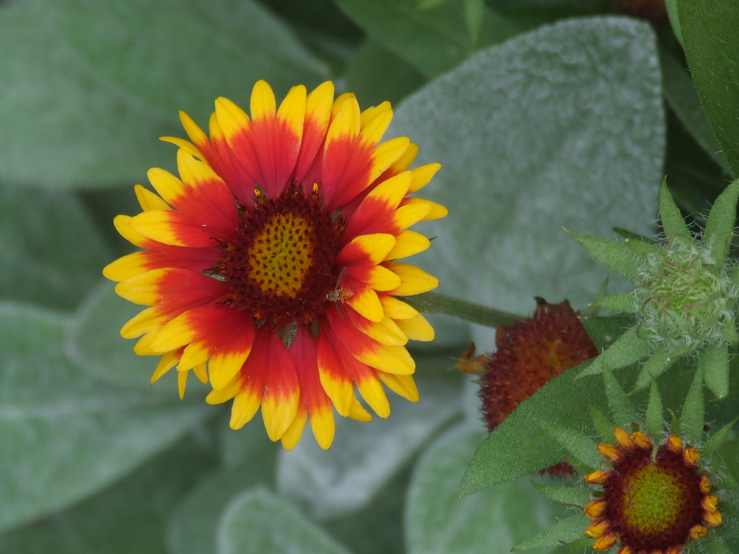 Indian blanket