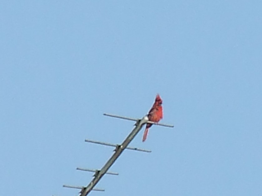 Cardinal