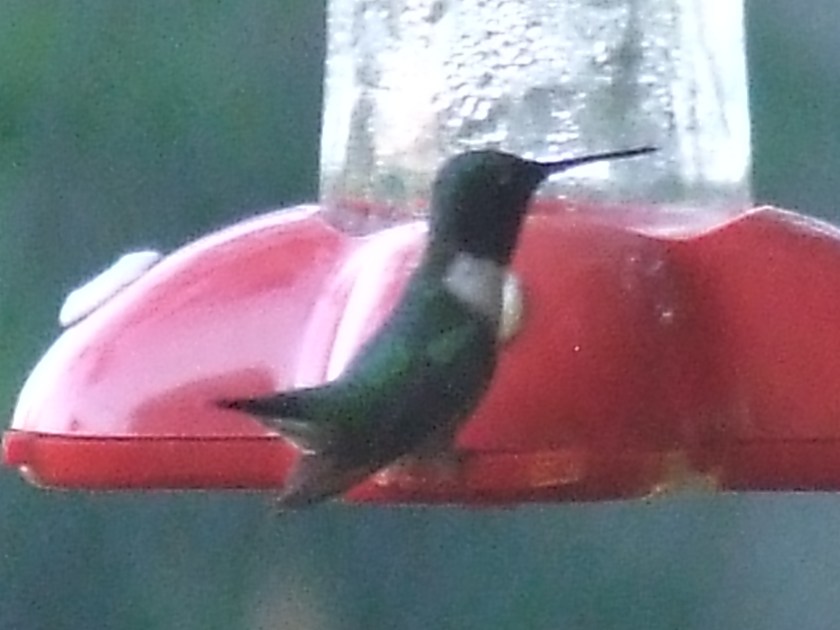 Hummingbirds