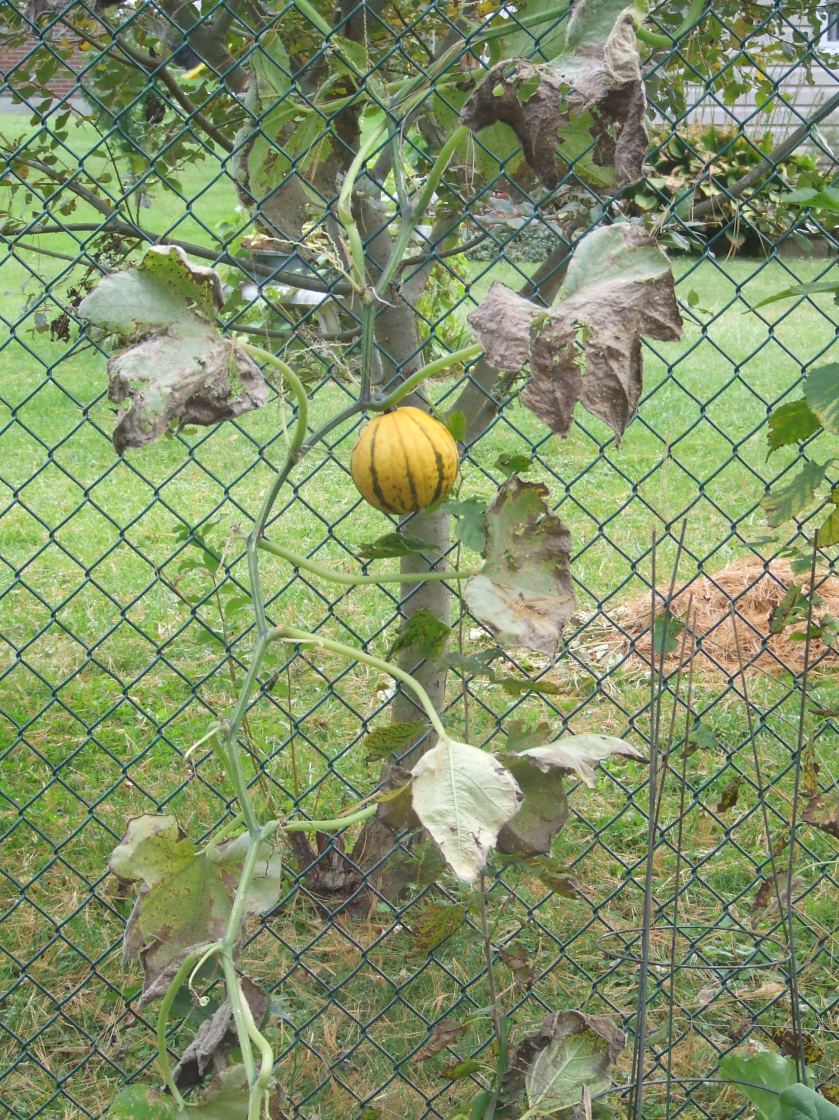 What the gourd is it?