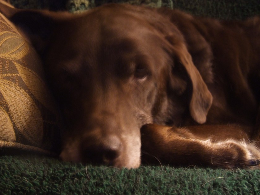 Kendal, I don't think that was a dog