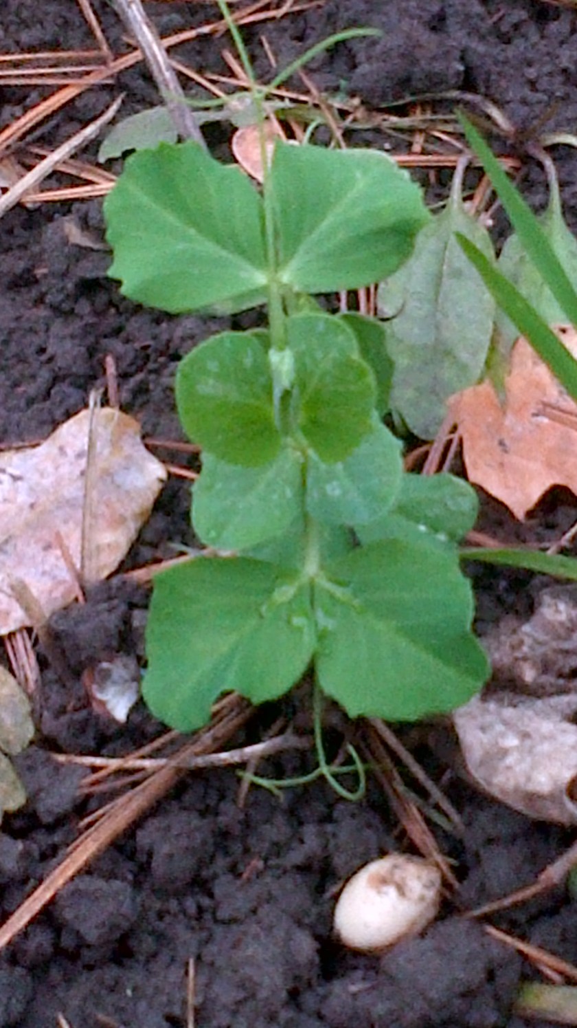 Solitary pea