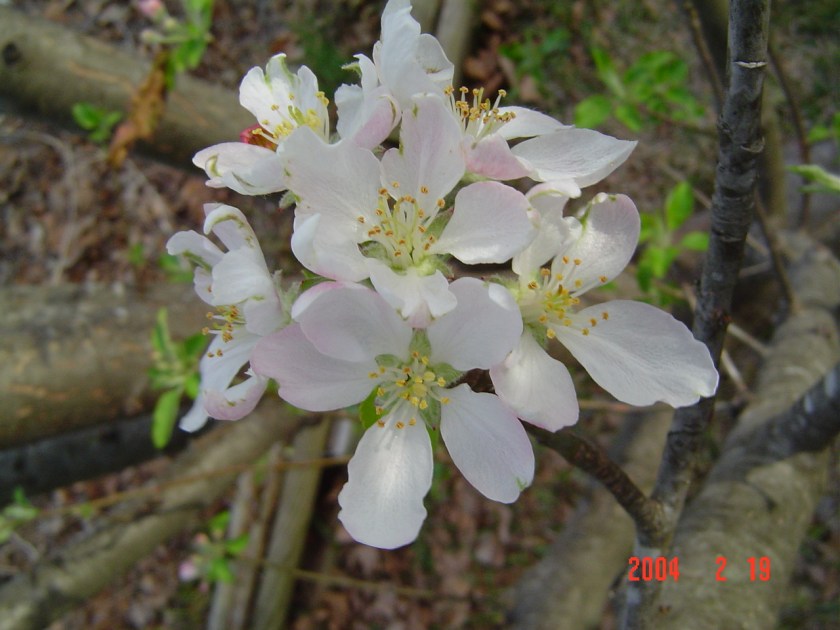 Apple blossoms