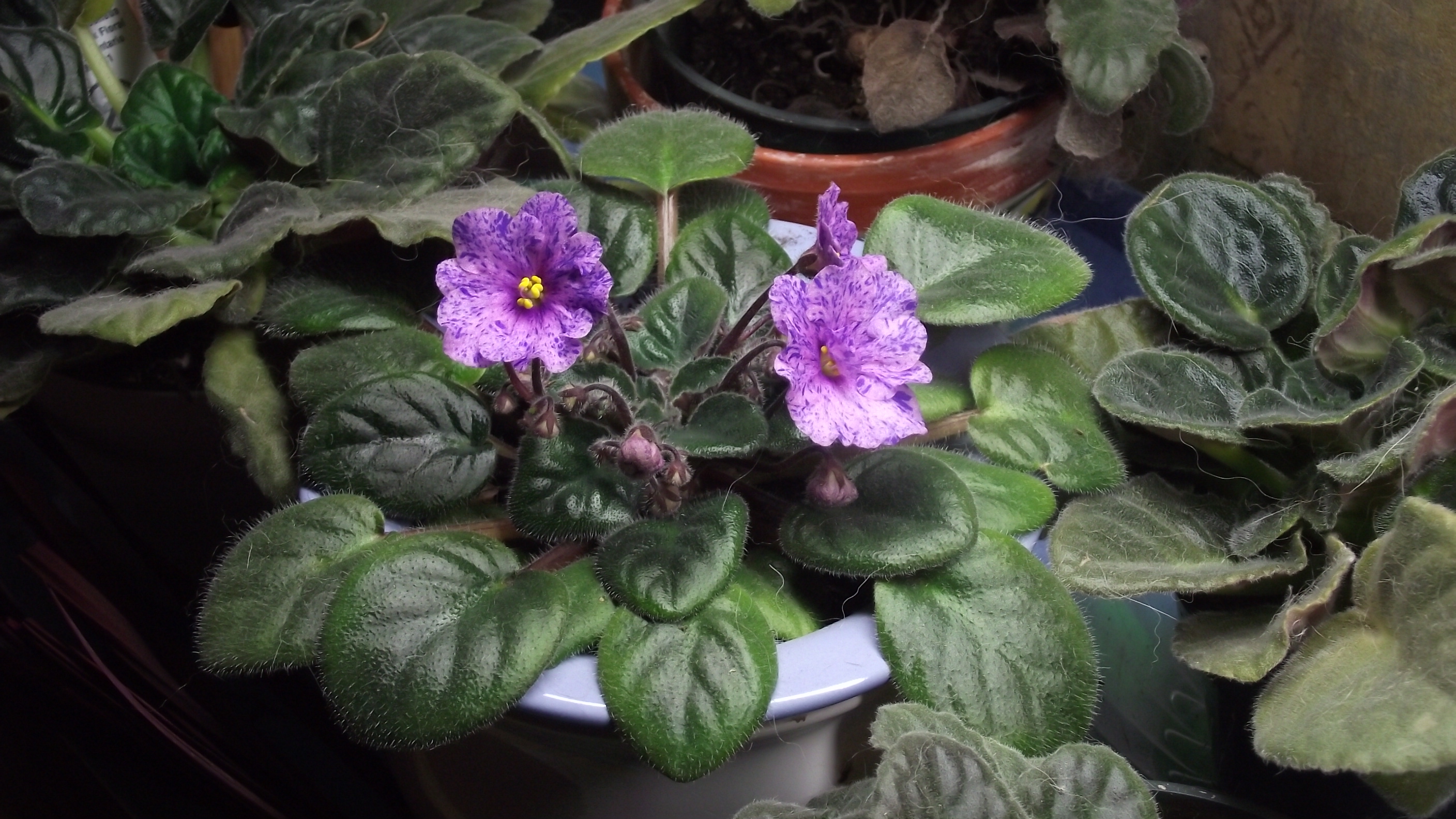 A welcome splash of colour