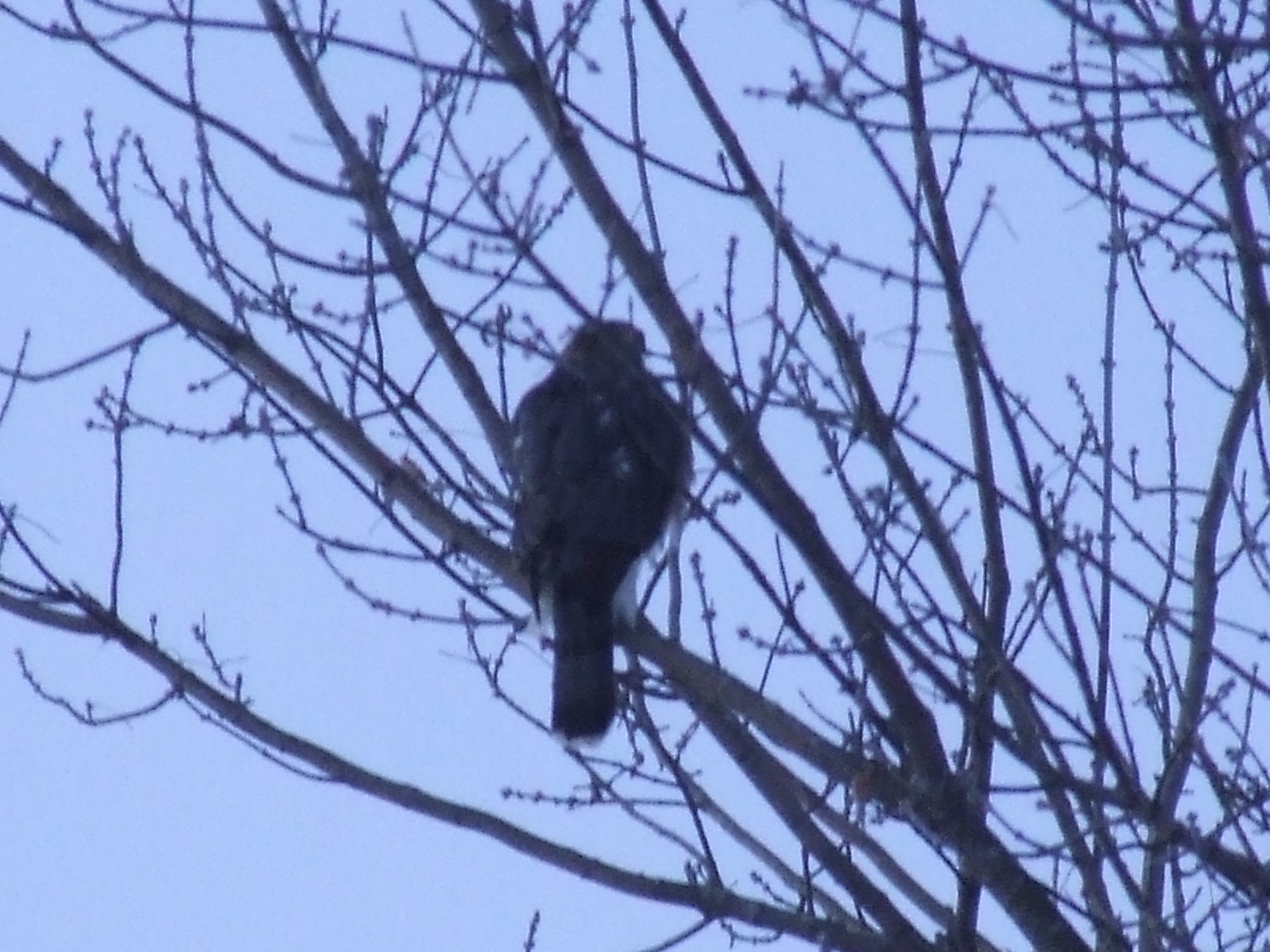 Watching like a hawk