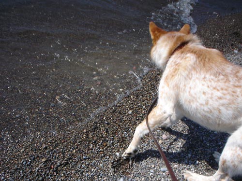 NOT a duck in a dog suit . . .