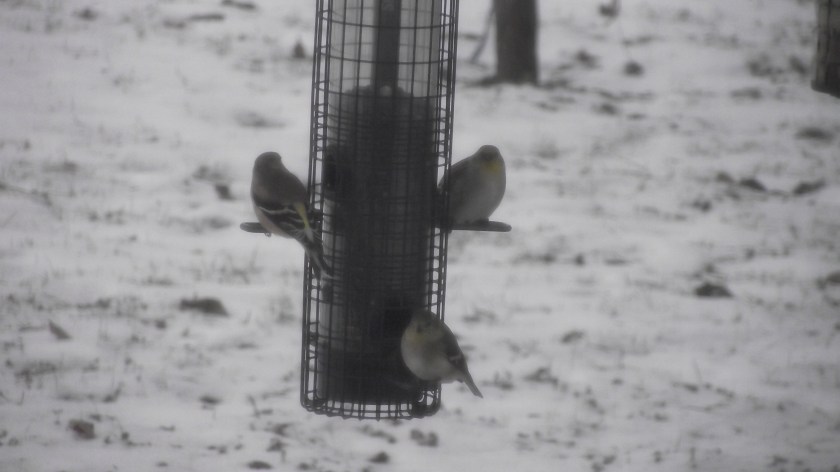 Goldfinches