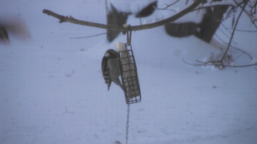 Downy woodpecker