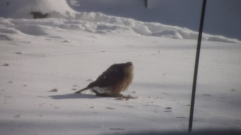 Sharp-shinned Hawk