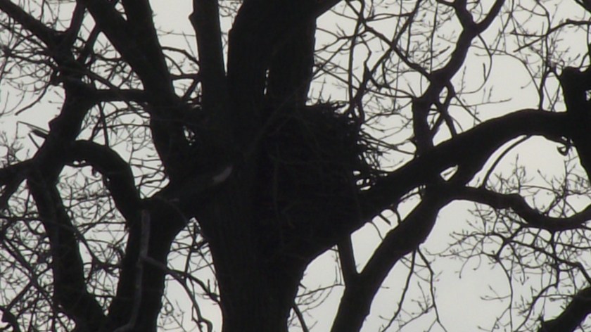 Bald eagle nest
