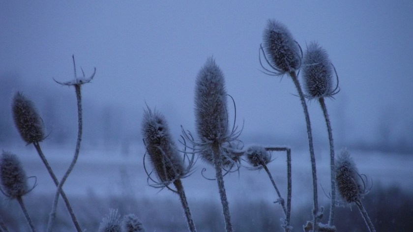 Thistle heads
