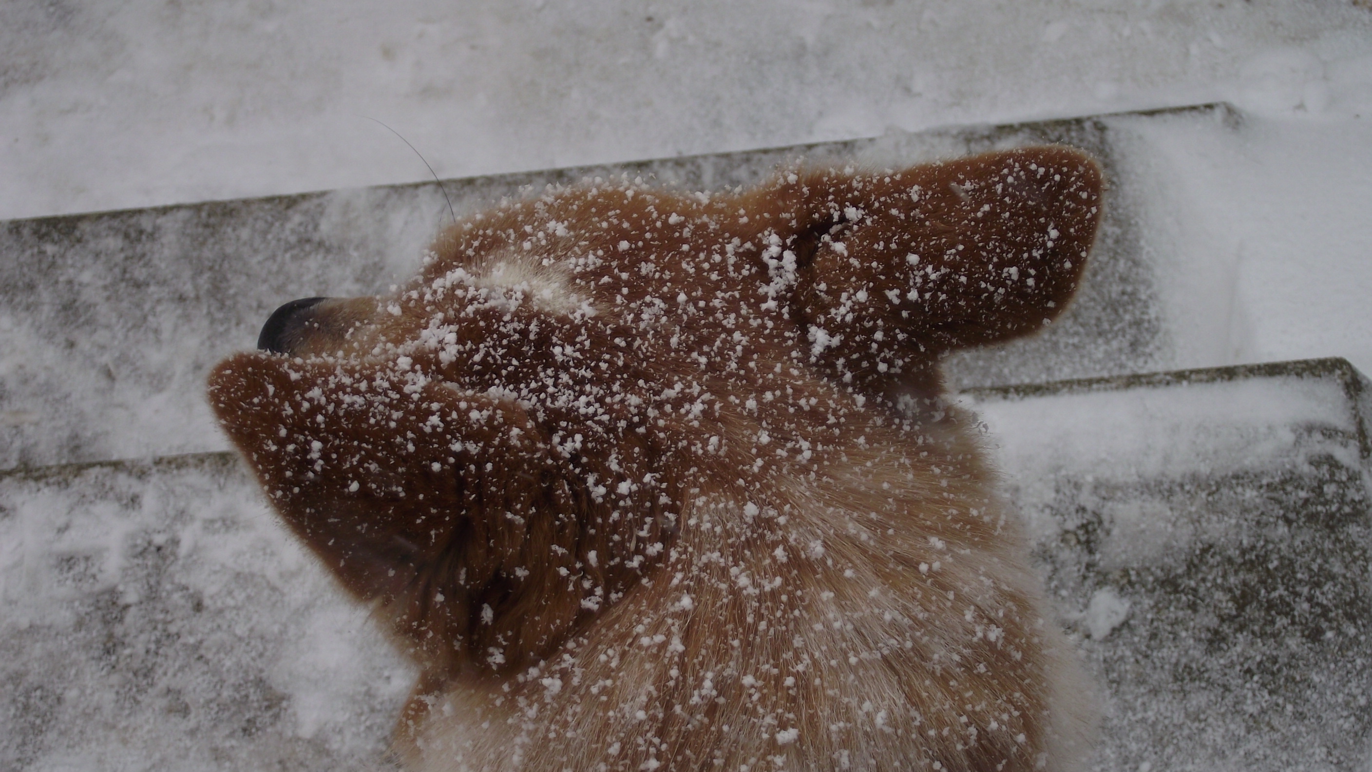 Icing sugar on a sweet boy