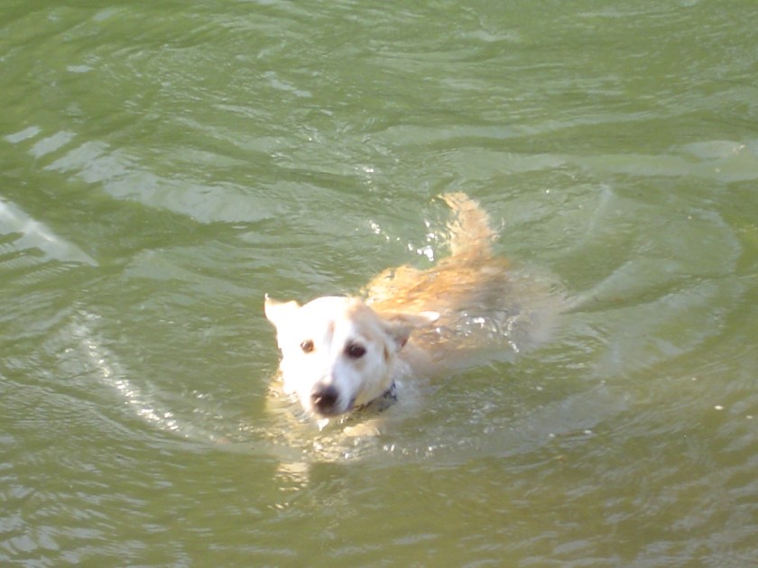 Duck in a dog suit . . . 