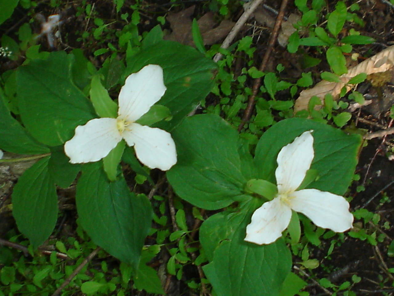 Trillium