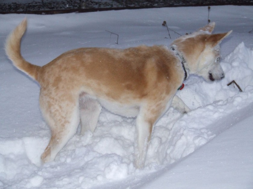 Stella - vet follow-up