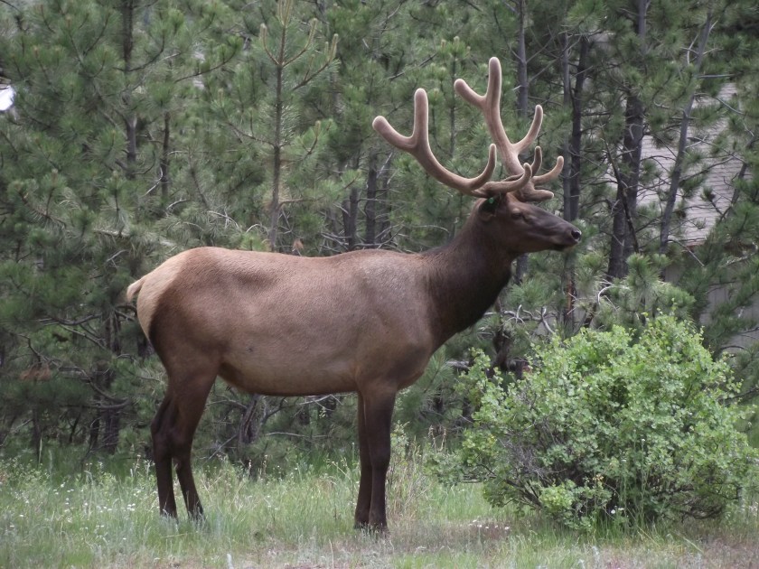 Elk