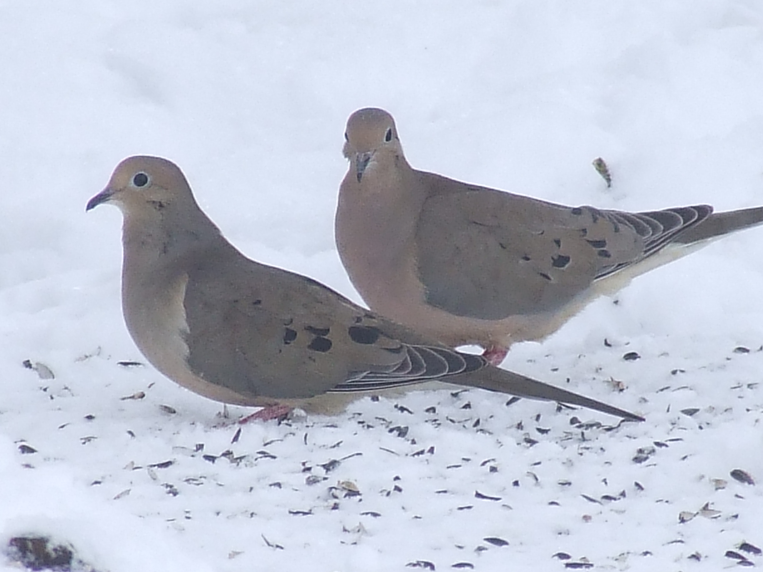 Great Backyard Bird Count