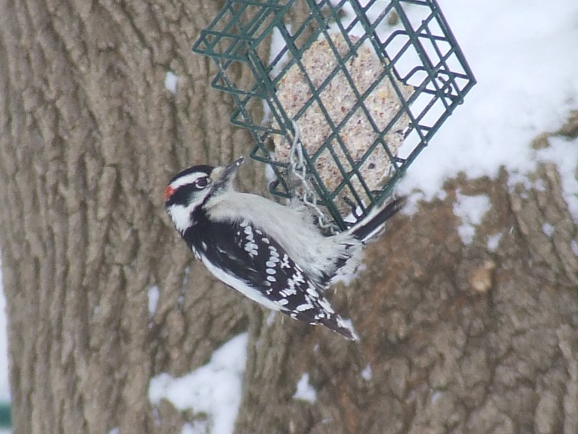 Downy Woodpecker