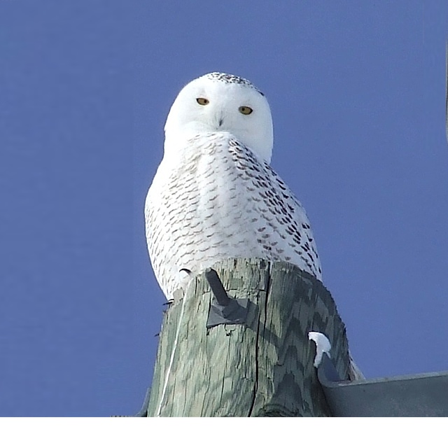 Another Snowy owl