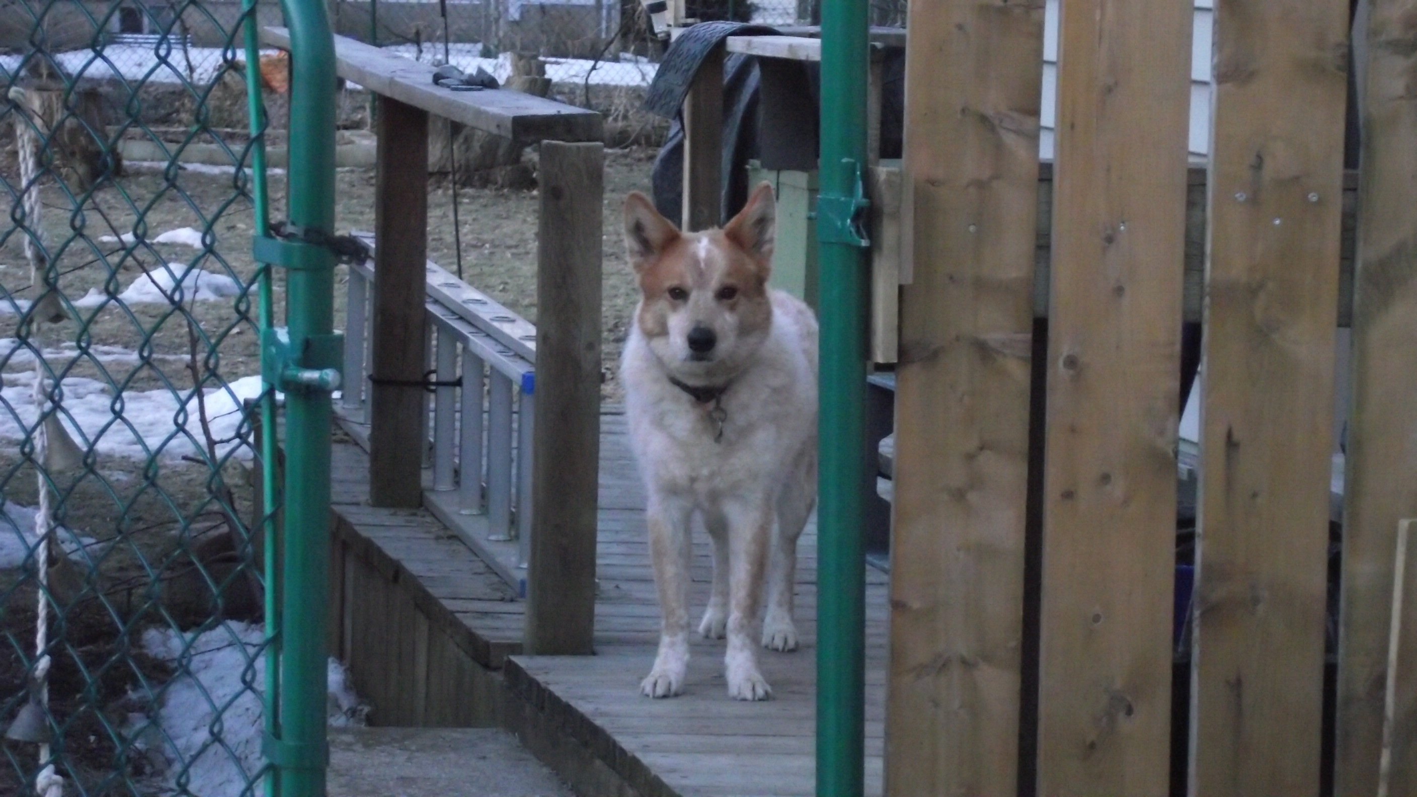 Escape artist no more