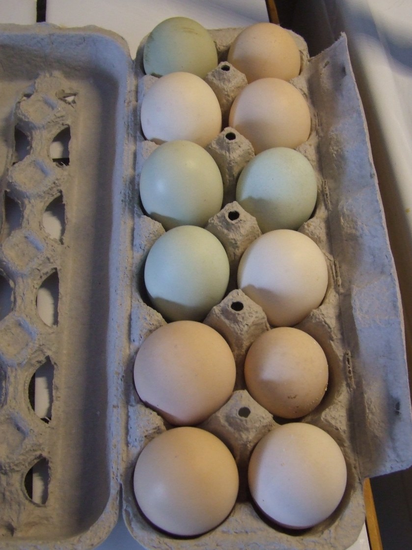 The Colour of Eggs