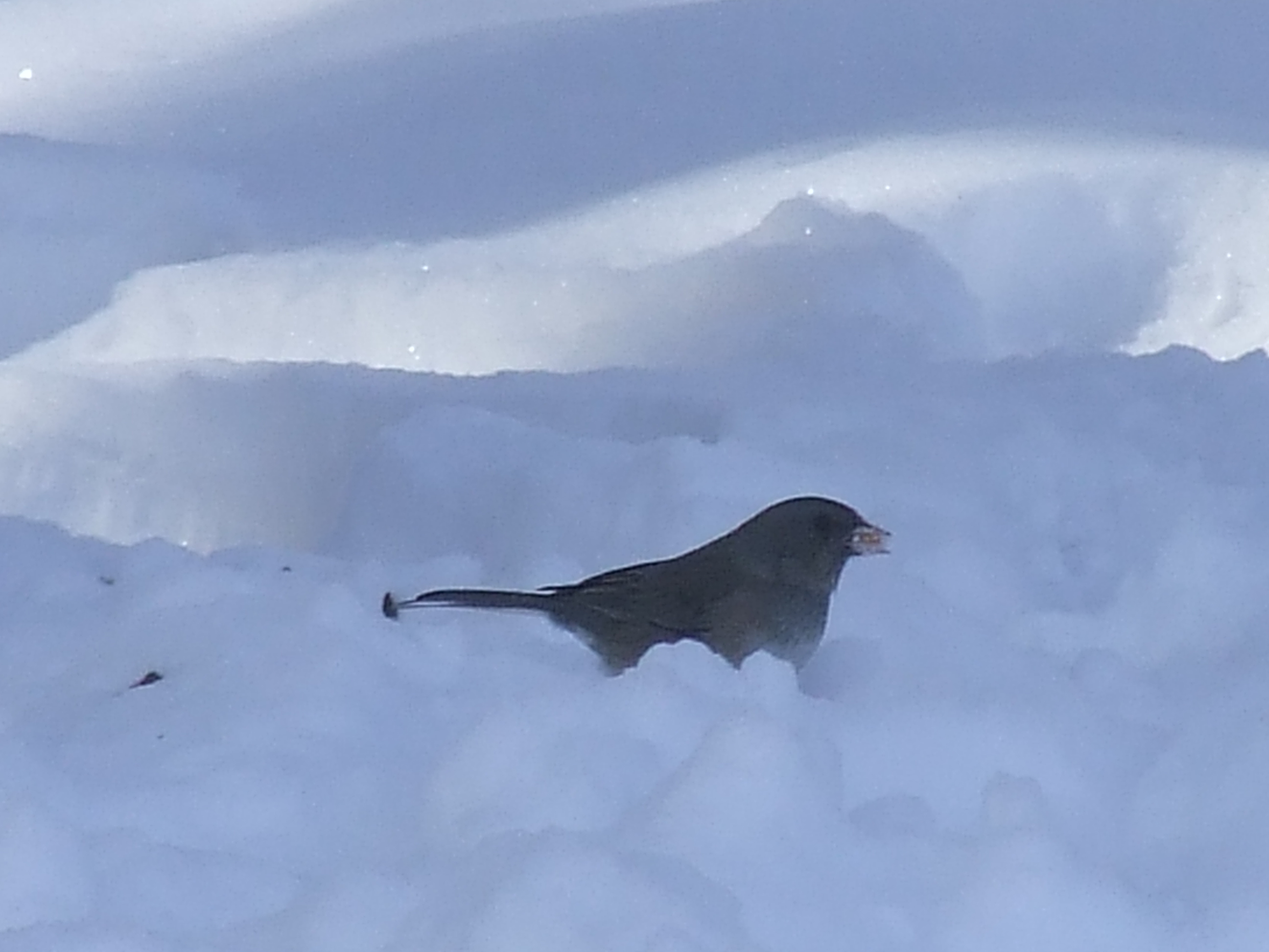Junco