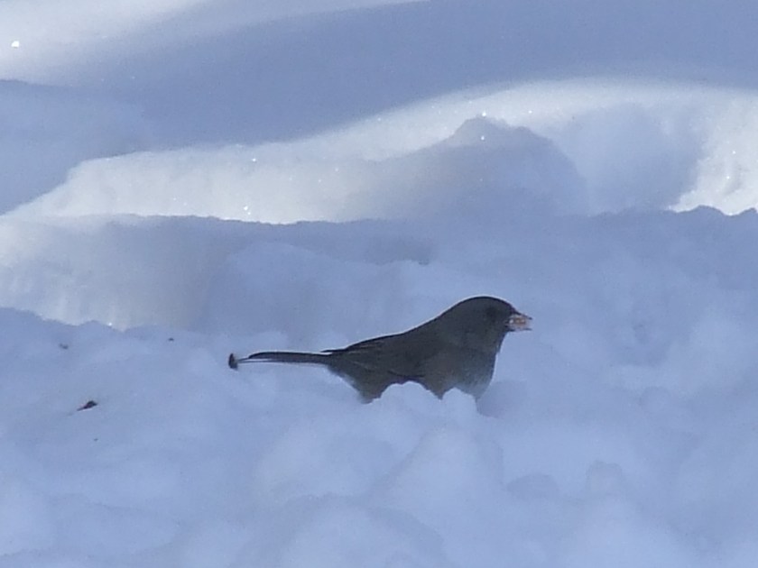 Junco