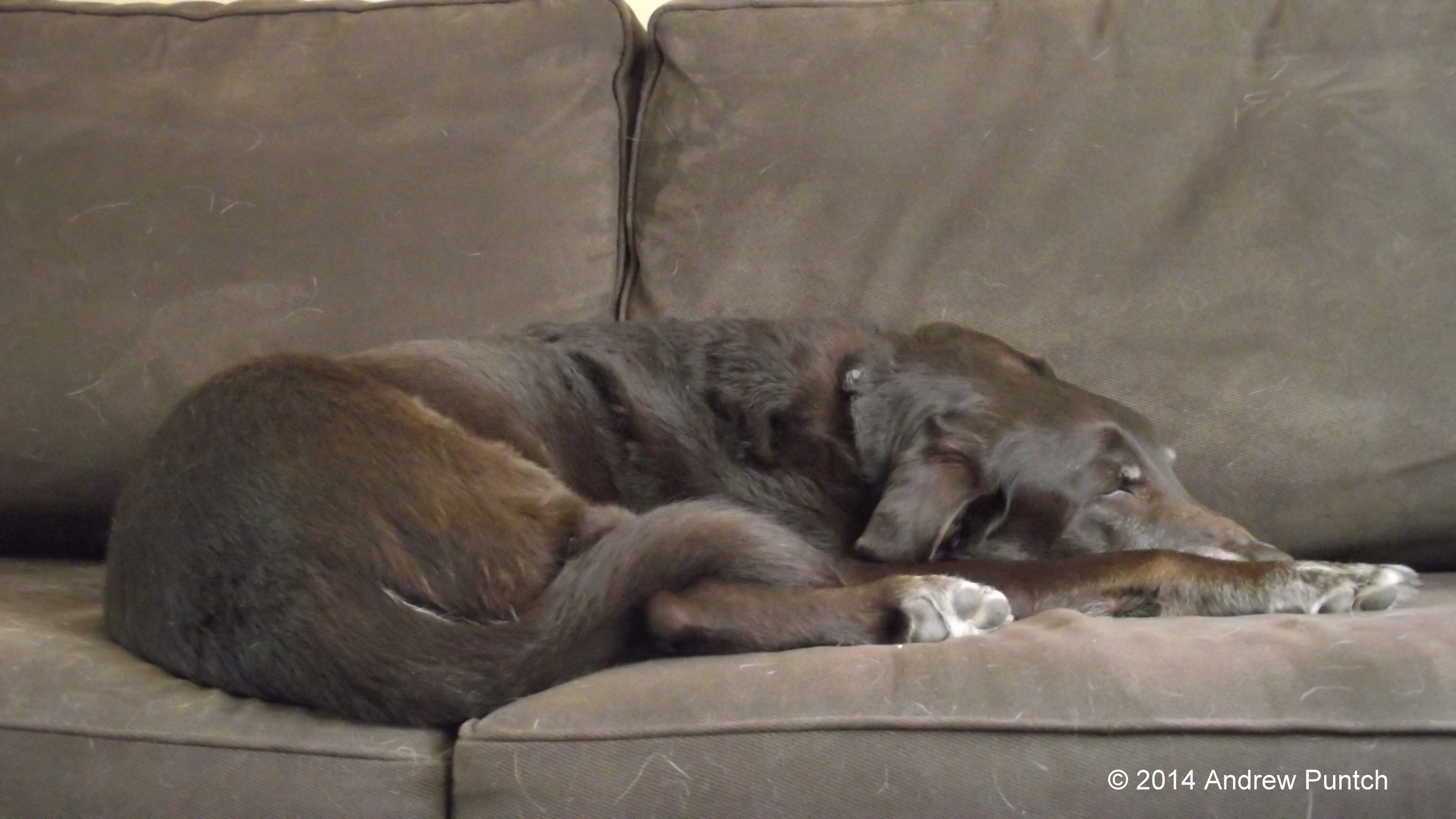 Chocolate Lab, chocolate couch