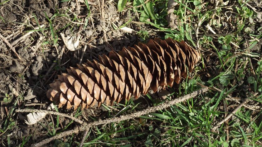 Pine cone