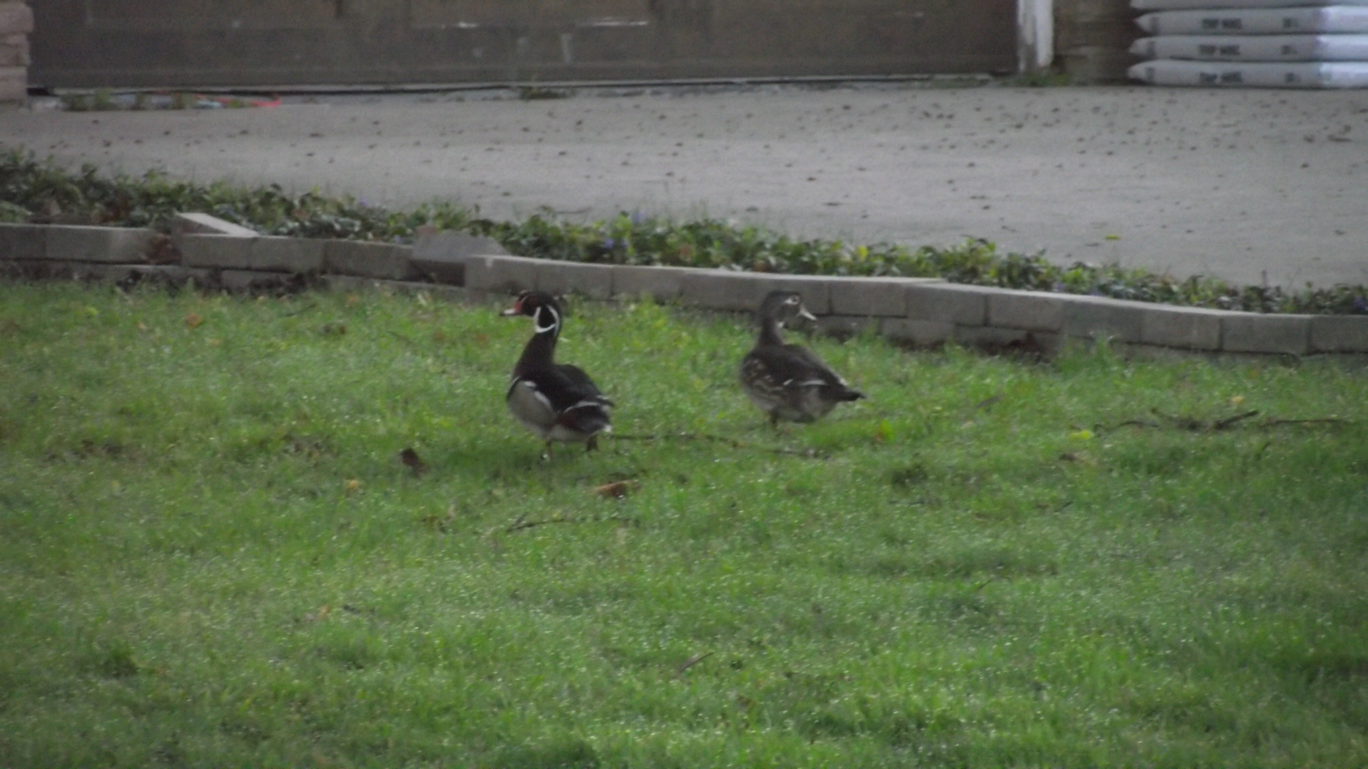 Like a duck out of water