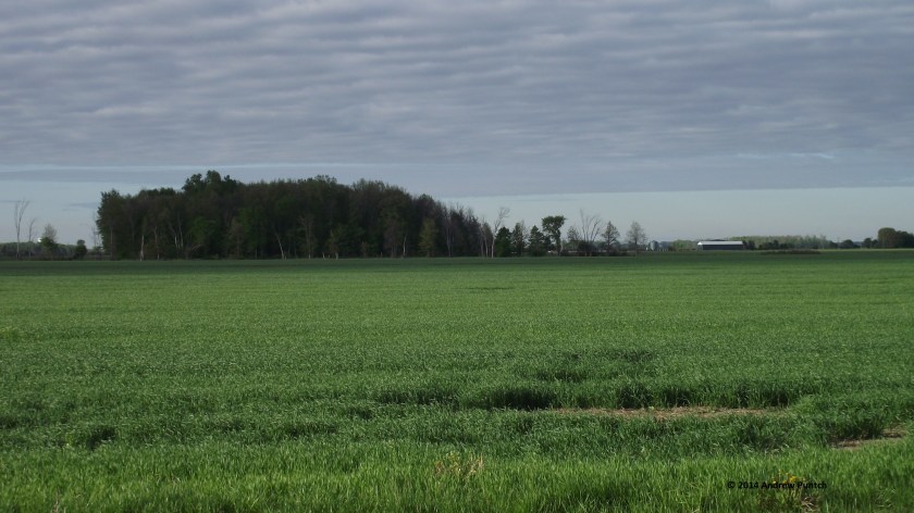 Morning, wheat field and bush, Lambton County