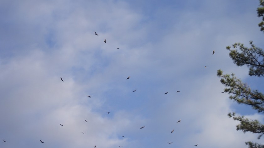 Wheeling and soaring