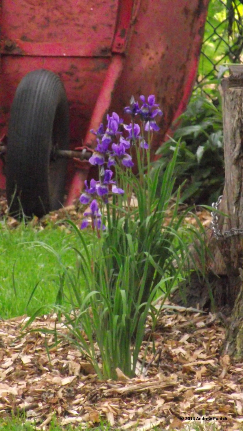 Green, red, and purple