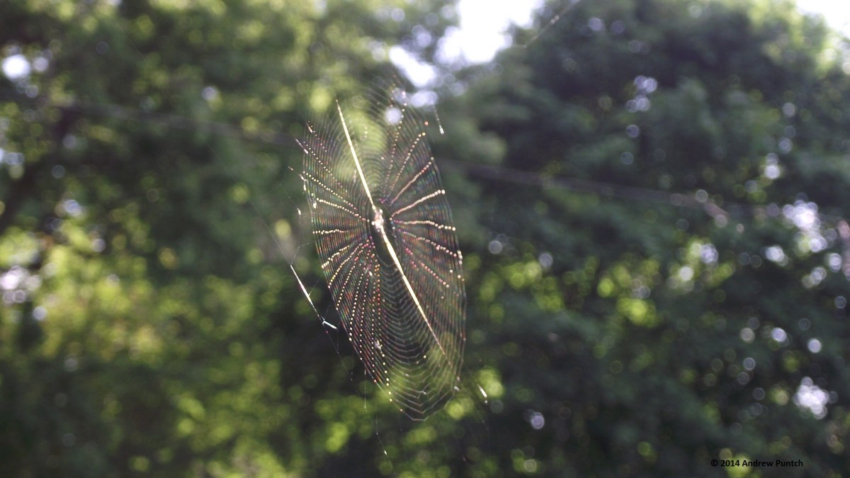 Gossamer, ephemeral beauty