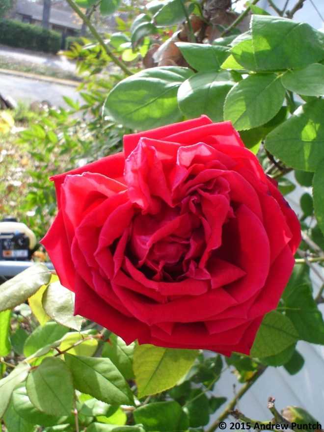 Rose_December_06 - Copy