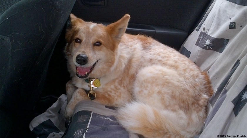 IMG_00001604 - Copy1