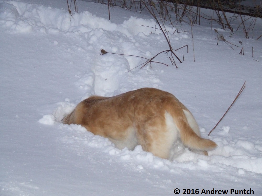 Dec_22_Stella_Snow_Dog_02 - Copy