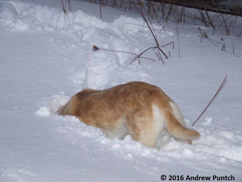 Dec_22_Stella_Snow_Dog_02 - Copy