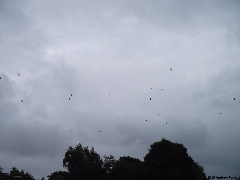 2016-09-birds02-copy