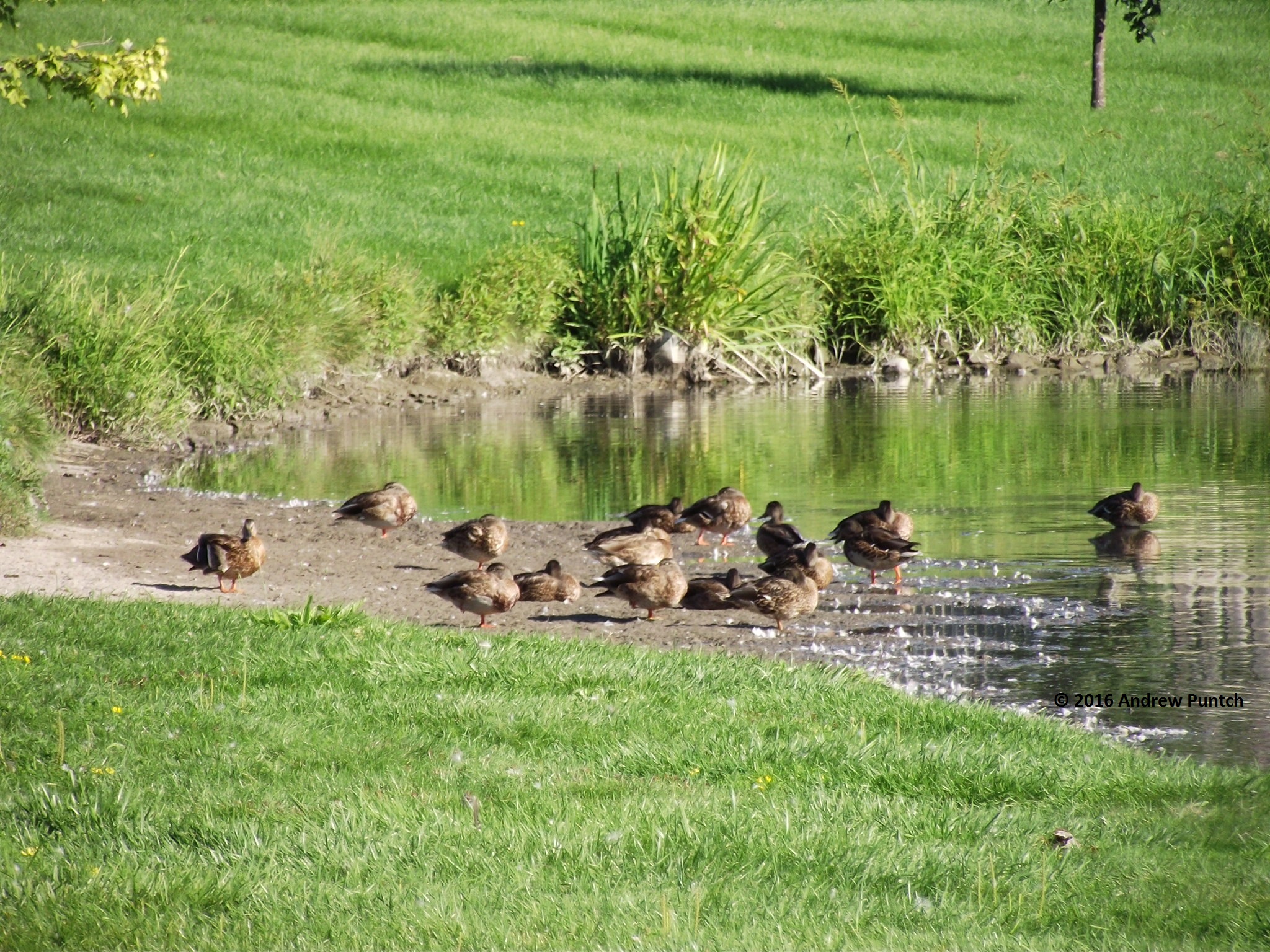 2016-09 ducks - Copy