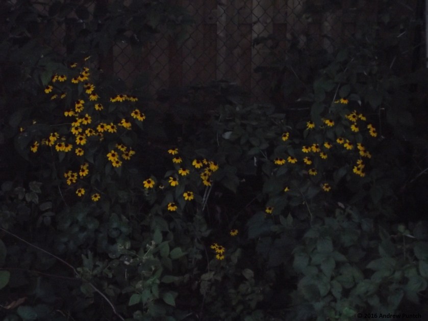 2016-09-flower-2-copy