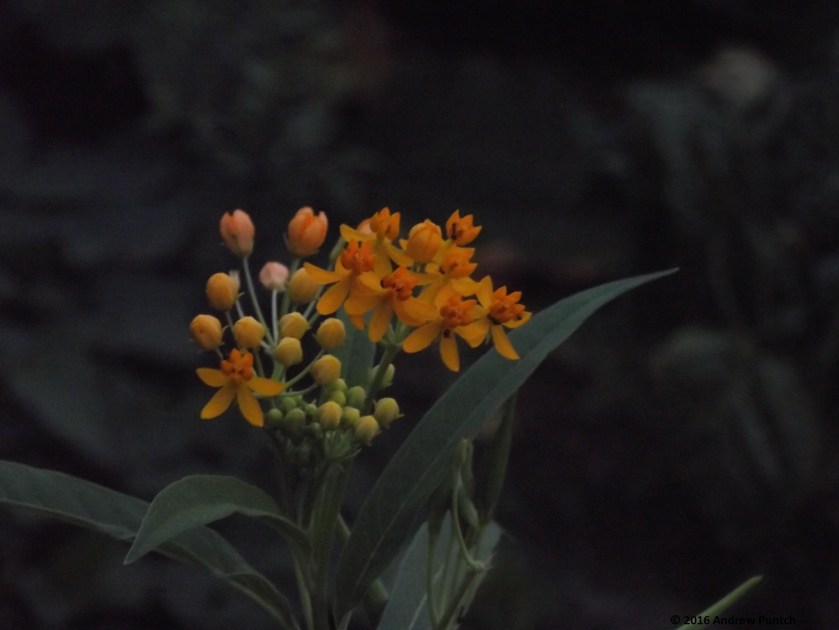 2016-09-flower03-copy