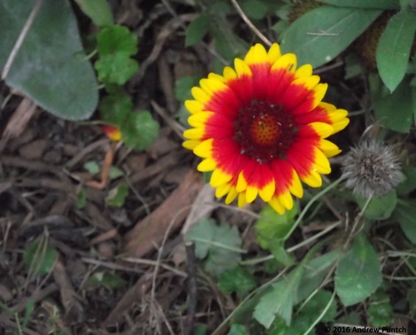 2016-09-flower06-copy