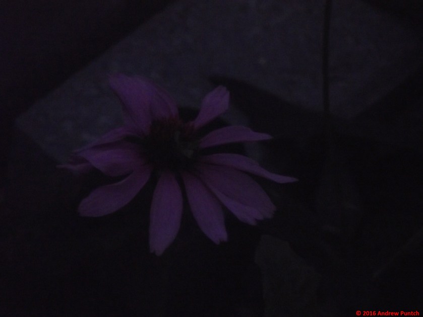 2016-09-flower4-copy