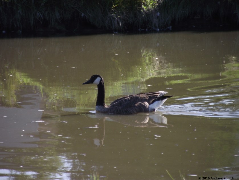 2016-09-goose-copy
